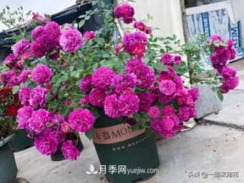 新年養盆香水月季，花朵香飄滿(mǎn)屋，陽(yáng)臺盆栽佳品