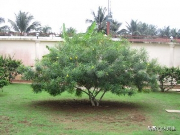 園林綠化是國家戰略，利潤很高，了解行業(yè)標準財富滾滾來(lái)