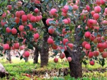 什么是果樹(shù)的枝干比、枝葉比、葉果比和產(chǎn)出比？
