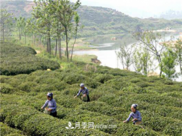 南陽(yáng)桐柏：科技助力茶鄉再添茶香