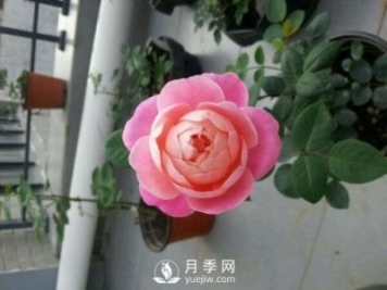 夢(mèng)之光環(huán)月季，顏值高花瓣一層層，太美了