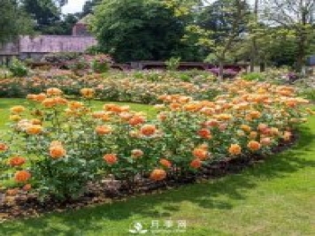 夏洛特夫人月季在廣東能養么？