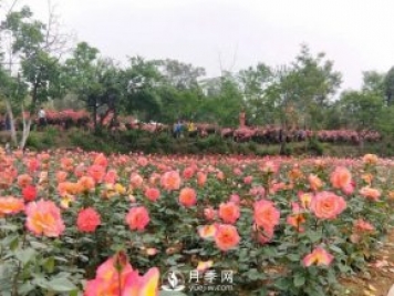 2021四川綿陽(yáng)百萬(wàn)醉美月季花海藝術(shù)節，4月15日盛大開(kāi)幕有福利