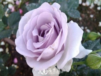 豐花月季開(kāi)花期的養護管理