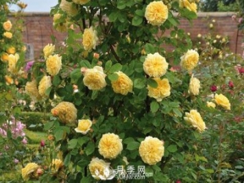 豐花月季病蟲(chóng)害防治方法