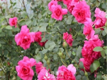 大游行用來(lái)做花墻，不錯的選擇！