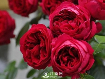 藤本月季龍沙寶石，非常受花友歡迎！