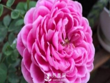 牡丹月季，瑪麗玫瑰?，保羅內龍