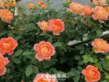 讓盆栽月季長(cháng)得更好的技巧