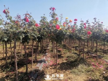 南陽(yáng)快速培育樹(shù)狀月季方法大全！從嫁接到管護
