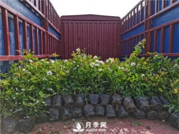 月季小苗如何移栽？