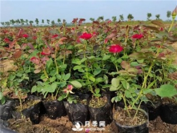 怎樣使盆栽月季花開(kāi)不斷？