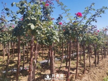 南陽(yáng)樹(shù)狀月季的價(jià)格到底受什么因素影響？