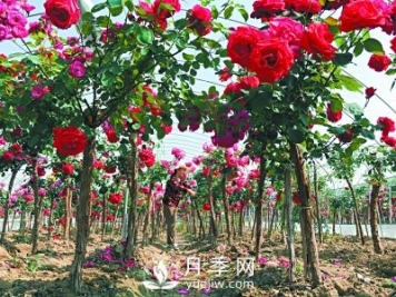 新品“月季樹(shù)”為北京市花添色彩，居然引種自南陽(yáng)內鄉