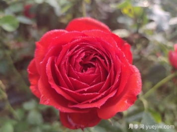 月季的特性、品系、價(jià)值、花語(yǔ)