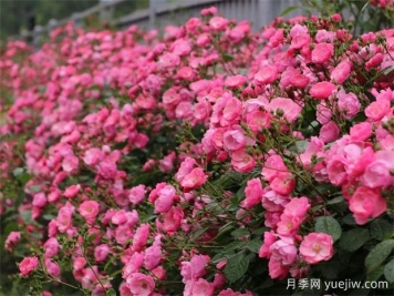 金華職院月季花墻，校園美麗多彩