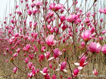 14個(gè)春天開(kāi)花的植物，觀(guān)賞花木別錯過(guò)這個(gè)機遇