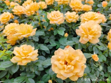 豐花月季開(kāi)花機器，稱(chēng)霸園林綠化