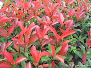 紅葉石楠每平方種植多少棵？