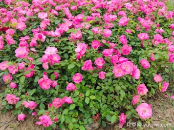 月季花如何栽培管理效果好？
