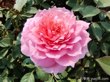 50個(gè)玫瑰表達愛(ài)意的深情句子