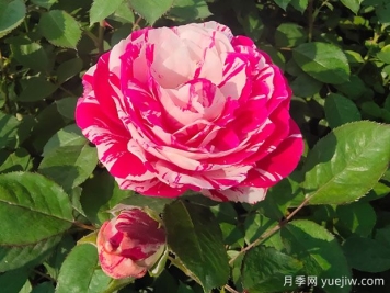 一文教你區分月季、玫瑰和薔薇的細微差別