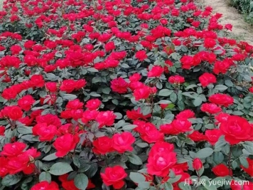 地被花卉按觀(guān)賞特點(diǎn)分類(lèi)辦法
