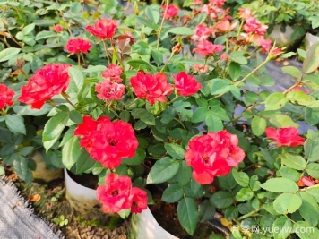 月季移植選對時(shí)間，每棵都能活