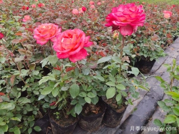 月季苗什么時(shí)候種植最好？春秋種月季注意點(diǎn)