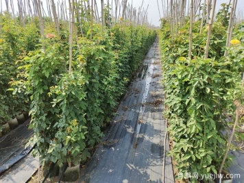 月季小苗一般養多久能開(kāi)花？