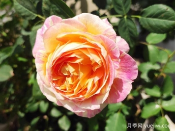 莫奈月季的優(yōu)缺點(diǎn)是什么？介紹