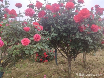 喬木、灌木、藤本植物養護技術(shù)規范