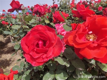 月季、玫瑰、薔薇分別是什么？如何區別？