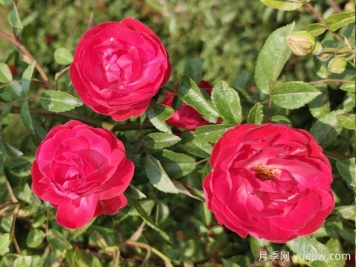 木香花和薔薇花的區別