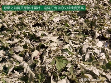 幾種收益比較穩定的中藥材
