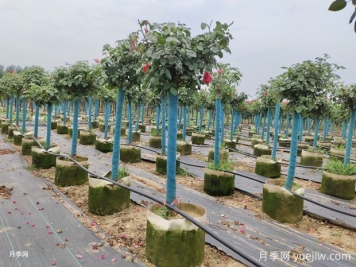 月季花修剪時(shí)間是什么時(shí)候