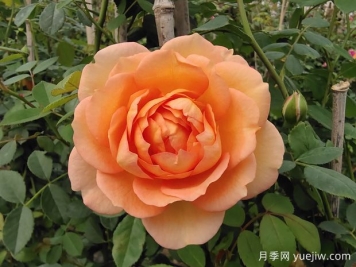 推薦6種經(jīng)典的月季花，多年經(jīng)驗分享精選盆花