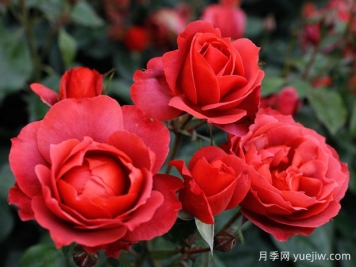 21朵玫瑰：不只是浪漫，還藏著(zhù)這些深意
