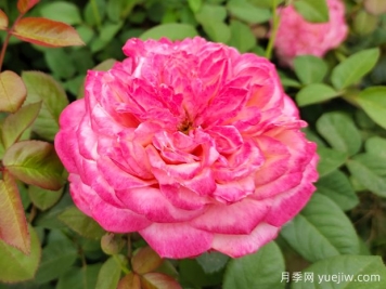 花園植物三姐妹：月季、繡球、鐵線(xiàn)蓮