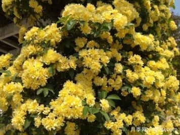 黃木香花養護不完全指南