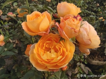 陽(yáng)臺上最好養的月季，不是果汁陽(yáng)臺