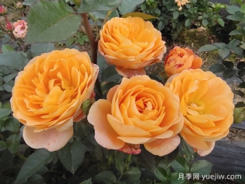 養上果汁陽(yáng)臺月季，是不是可以實(shí)現鮮花自由
