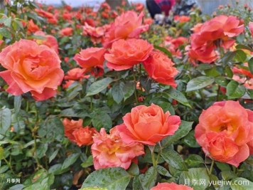 月季花病蟲(chóng)害防治該用什么藥？掌握這3點(diǎn)