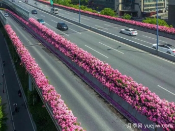 杭州高架月季初開(kāi)，2024年又到走花路時(shí)間