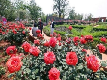 昆明大觀(guān)公園南園月季花進(jìn)入盛花期