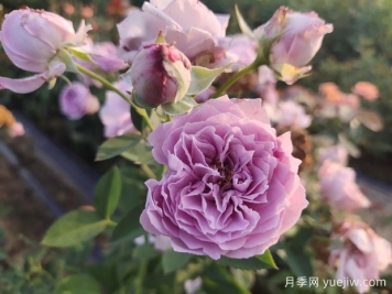 玫瑰花如何拍照？學(xué)會(huì )技巧，輕松拍出高級感