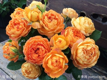 薔薇、玫瑰、月季你怎么看？