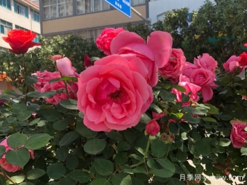麗江永勝：樹(shù)狀月季花開(kāi)滿(mǎn)城春