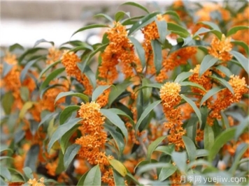 九月開(kāi)花的花卉，九月份開(kāi)花的植物有哪些？
