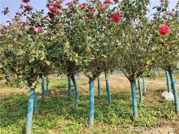 春秋兩季移植月季樹(shù)樁，哪個(gè)成活率更高？